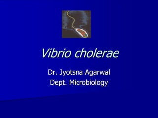 Dr. Jyotsna Agarwal
Dept. Microbiology
Vibrio cholerae
 