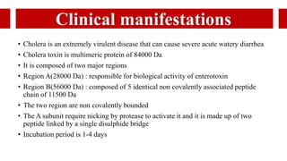 Clinical manifestations
• Cholera is an extremely virulent disease that can cause severe acute watery diarrhea
• Cholera toxin is multimeric protein of 84000 Da
• It is composed of two major regions
• Region A(28000 Da) : responsible for biological activity of enterotoxin
• Region B(56000 Da) : composed of 5 identical non covalently associated peptide
chain of 11500 Da
• The two region are non covalently bounded
• The A subunit require nicking by protease to activate it and it is made up of two
peptide linked by a single disulphide bridge
• Incubation period is 1-4 days
 