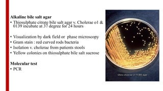 Alkaline bile salt agar
• Thiosulphate citrate bile salt agar v. Cholerae o1 &
0139 incubate at 37 degree for 24 hours
• Visualization by dark field or phase microscopy
• Gram stain : red curved rods bacteria
• Isolation v. cholerae from patients stools
• Yellow colonies on thiosulphate bile salt sucrose
Molecular test
• PCR
 