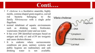 • V. cholerae is a facultative anaerobe, highly
motile, comma-shaped gram-negative, curved
rod bacteria belonging to the
family Vibrionaceae with a single polar
flagellum.
• normal inhabitant of aquatic environments
such as drinking water, freshwater,
wastewater, brackish water and sea water.
• It has over 200 identified serotypes based on
antigen and only o1 and o139 are toxigenic
and cause cholera disease.
• It is endemic where socioeconomic
conditions are poor, sanitary systems and
public hygiene are rudimentary and safe
drinking water is not available.
Conti….
 
