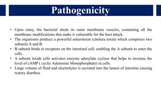 Pathogenicity
• Upon entry, the bacterial sheds its outer membrane vesicles, containing all the
membrane modifications that make it vulnerable for the host attack.
• The organisms produce a powerful enterotoxin (cholera toxin) which comprises two
subunits A and B.
• B subunit binds to receptors on the intestinal cell, enabling the A subunit to enter the
cells.
• A subunit inside cells activates enzyme adenylate cyclase that helps to increase the
level of cAMP ( cyclic Adenosine Monophosphate) in cells.
• Large volume of fluid and electrolytes is secreted into the lumen of intestine causing
watery diarrhea.
 