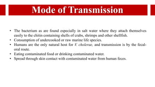 Mode of Transmission
• The bacterium as are found especially in salt water where they attach themselves
easily to the chitin containing shells of crabs, shrimps and other shellfish.
• Consumption of undercooked or raw marine life species.
• Humans are the only natural host for V. cholerae, and transmission is by the fecal-
oral route.
• Eating contaminated food or drinking contaminated water.
• Spread through skin contact with contaminated water from human feces.
 