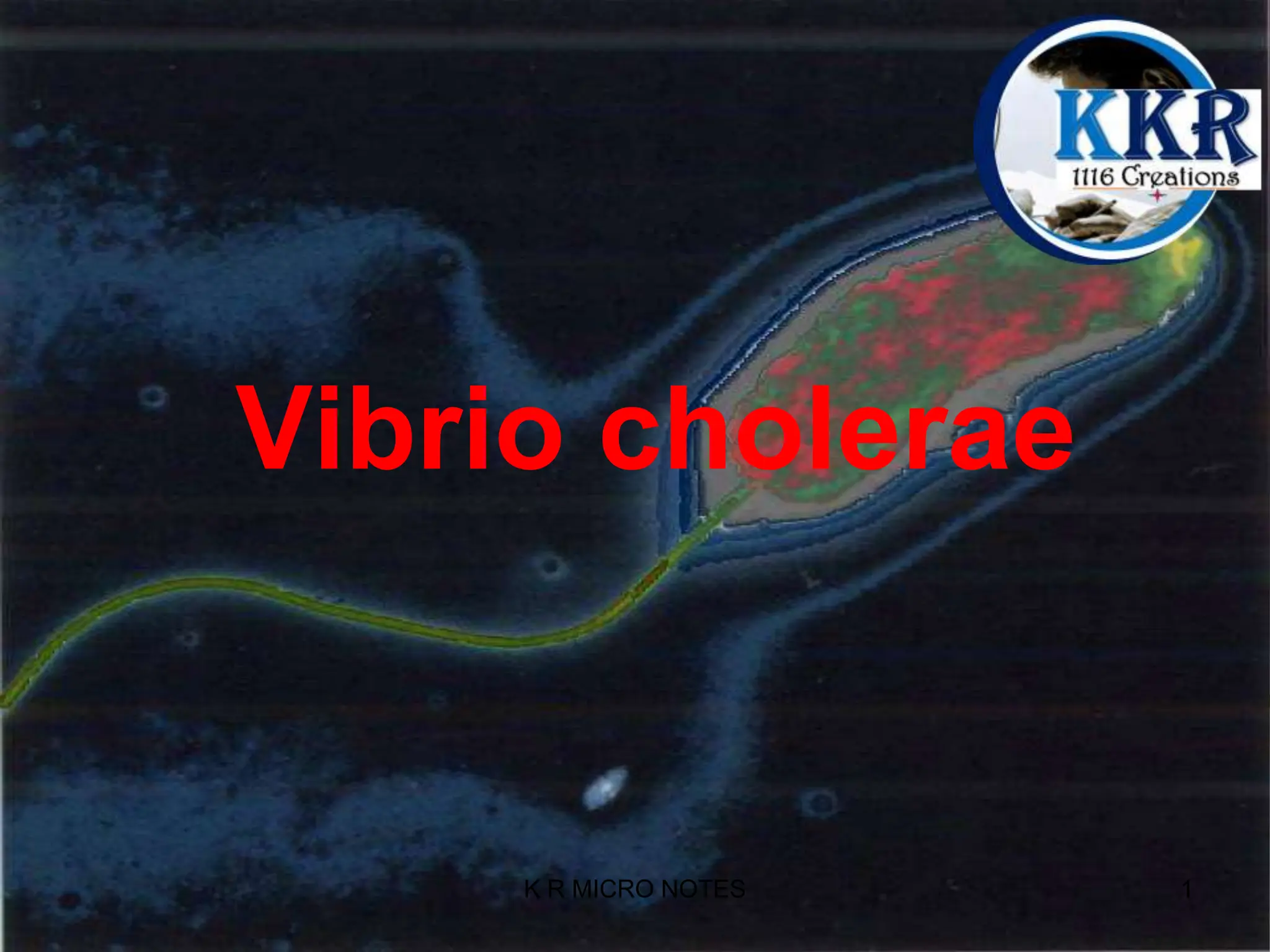 Vibrio Cholera Ppt