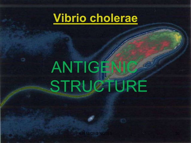 Vibrio Cholera Ppt Digestive Disorders Diseases And Conditions