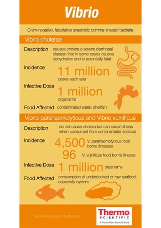 Vibrio Infographic
