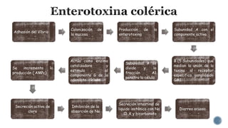 Adhesión del Vibrio
Colonización de
la mucosa
Producción de la
enterotoxina
Subunidad A con el
componente activo
B (5 Subunidades) que
median la unión de la
toxina al receptor
especifico gangliósido
GM1
Subunidad A se
divide y la
fracción A1
penetra la célula
Actúa como enzima
catalizadora y
estimula al
componente G de la
adenilato ciclasa
Se incrementa la
producción ( AMPc)
Secreción activa de
cloro
Inhibición de la
absorción de Na
Secreción intestinal de
liquido isotónico con Na
, Cl ,K y bicarbonato
Diarrea acuosa
 
