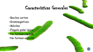 Características Generales
Bacilos cortos
Gramnegativos
Móviles
Flagelo polar único
No forman capsula
No forman esporas
 