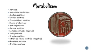 Metabolismo Aerobios
 Anaerobios facultativos
 Catalasa positivos
 Oxidasa positivos
 Fermentadores positivos
 Pueden producir gas
 Manitol positivos
 Sucrosa positivos
 Lactosa positivos o negativos
 Indol positivos
 Arginina positivos
 Citrato de simons positivos o negativos
 Gelatinasa positivos
 Ornitina negativos
 