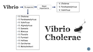 • V. Cholerae
• V. Parahaemolyticus
• V. Vulnificus
76 especies
Mayor
importancia
 V. Cholerae
 V. Parahaemolyticus
 V. Vulnificus
 V. Alginolyticus
 V. Damsela
 V. Mimicus
 V. Fluvialis
 V. Furnissii
 V. Hollisae
 V. Carchariae
 V. Metschnikovii
 