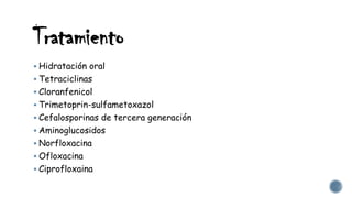 Tratamiento
 Hidratación oral
 Tetraciclinas
 Cloranfenicol
 Trimetoprin-sulfametoxazol
 Cefalosporinas de tercera generación
 Aminoglucosidos
 Norfloxacina
 Ofloxacina
 Ciprofloxaina
 
