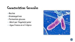 Características Generales
 Bacilos
 Gramnegativos
 Fermentan glucosa
 Móvil por flagelo(s) polar
 Agua fresca en el trópico
 