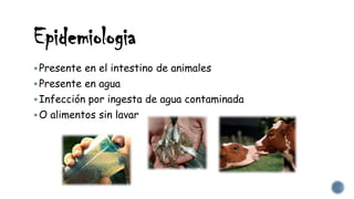 Epidemiologia
Presente en el intestino de animales
Presente en agua
Infección por ingesta de agua contaminada
O alimentos sin lavar
 
