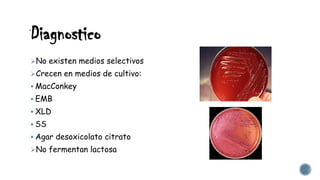 Diagnostico
No existen medios selectivos
Crecen en medios de cultivo:
 MacConkey
 EMB
 XLD
 SS
 Agar desoxicolato citrato
No fermentan lactosa
 