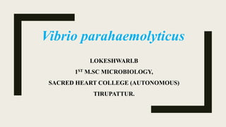 Vibrio parahaemolyticus
LOKESHWARI.B
1ST M.SC MICROBIOLOGY,
SACRED HEART COLLEGE (AUTONOMOUS)
TIRUPATTUR.
 