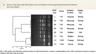 ● Entre más lejos del 100 esten los corchetes menos genéticamente similares
son las cepas
 