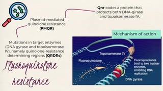 Fluoroquinolone
resistance
Mutations in target enzymes
(DNA gyrase and topoisomerase
IV), namely quinolone-resistance
determining regions (QRDRs)
Qnr codes a protein that
protects both DNA-girase
and topoisomerase IV.
Mechanism of action
Plasmid-mediated
quinolone resistance
(PMQR)
 