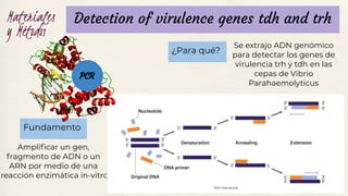 Materiales
y Métodos
Detection of virulence genes tdh and trh
Ampliﬁcar un gen,
fragmento de ADN o un
ARN por medio de una
reacción enzimática in-vitro
Fundamento
Se extrajo ADN genómico
para detectar los genes de
virulencia trh y tdh en las
cepas de Vibrio
Parahaemolyticus
¿Para qué?
PCR
 
