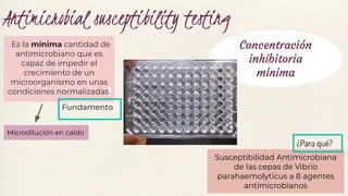 Antimicrobial susceptibility testing
. Es la mínima cantidad de
antimicrobiano que es
capaz de impedir el
crecimiento de un
microorganismo en unas
condiciones normalizadas.
Fundamento
Susceptibilidad Antimicrobiana
de las cepas de Vibrio
parahaemolyticus a 8 agentes
antimicrobianos
¿Para qué?
Concentración
inhibitoria
mínima
Microdilución en caldo
 