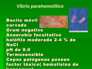Bacilo móvil  curvado Gram negativo Anaerobio facultativo halófilo moderado 2-4 % de NaCl pH de 9.0 Termosensible Cepas patógenas poseen factor tóxico( hemolisina de kanagawa) Vibrio parahemolítico 