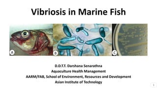 Vibriosis in Marine Fish
D.D.T.T. Darshana Senarathna
Aquaculture Health Management
AARM/FAB, School of Environment, Resources and Development
Asian Institute of Technology
A B C
1
 