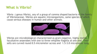 What is Vibrio?
Vibrio ( genus Vibrio), any of a group of comma shaped bacteria in the family
of Vibrionaceae. Vibrios are aquatic microorganisms, some species of which
cause serious diseases in human and other animals.
Vibrios are microbiological characterized as gram-negative, highly motile,
facultative anaerobes with one to three whiplike flagella at one end. Their
sells are curved round 0.5 micrometer across and 1.5-3.0 micrometer long.
 