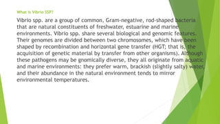 What is Vibrio SSP?
Vibrio spp. are a group of common, Gram-negative, rod-shaped bacteria
that are natural constituents of freshwater, estuarine and marine
environments. Vibrio spp. share several biological and genomic features.
Their genomes are divided between two chromosomes, which have been
shaped by recombination and horizontal gene transfer (HGT; that is, the
acquisition of genetic material by transfer from other organisms). Although
these pathogens may be gnomically diverse, they all originate from aquatic
and marine environments: they prefer warm, brackish (slightly salty) water,
and their abundance in the natural environment tends to mirror
environmental temperatures.
 