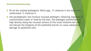 Mechanisms/pathophysiology:
 Of all the studied pathogenic Vibrio spp., V. cholerae is the most well
understood. V. cholerae is
 the paradigmatic non-invasive mucosal pathogen: following ingestion of
contaminated water or food by the host, the pathogen proliferates to
high density along the mucosal surface of the small intestine but does
not disrupt the integrity of the epithelial barrier or cause substantial
damage to epithelial cells.
 