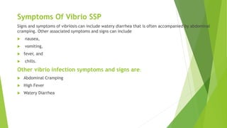Symptoms Of Vibrio SSP
Signs and symptoms of vibriosis can include watery diarrhea that is often accompanied by abdominal
cramping. Other associated symptoms and signs can include
 nausea,
 vomiting,
 fever, and
 chills.
Other vibrio infection symptoms and signs are:
 Abdominal Cramping
 High Fever
 Watery Diarrhea
 