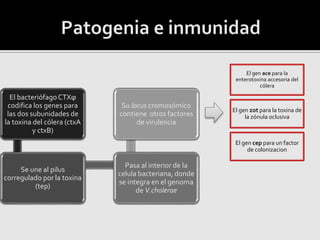 El bacteriófagoCTXϕ
codifica los genes para
las dos subunidades de
la toxina del cólera (ctxA
y ctxB)
Se une al pilus
corregulado por la toxina
(tep)
Pasa al interior de la
celula bacteriana, donde
se integra en el genoma
de V.cholerae
Su locus cromosómico
contiene otros factores
de virulencia
El gen ace para la
enterotoxina accesoria del
cólera
El gen cep para un factor
de colonizacion
El gen zot para la toxina de
la zónula oclusiva
 