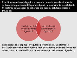 Esta hipersecrecion de líquidos provocaría normalmente la eliminacion
de los microorganismos del aparato digestivo; no obstante las células de
V. cholerae son capaces de adherirse a la capa de células mucosas a
través de:
 En consecuencia, el pilus corregulado por la toxina es un elemento
destacado tanto como receptor del fago portador del gen de la tóxina del
cólera como de la adhesión a la mucosa que tapiza el aparato digestivo.
Las toxinas pili
correguladoras
(gen tcp)
Las proteinas
quimiotacticas
(gen cep)
 