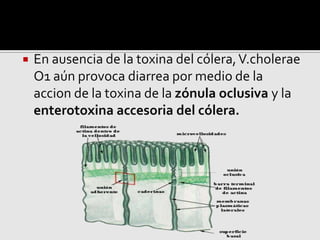  En ausencia de la toxina del cólera,V.cholerae
O1 aún provoca diarrea por medio de la
accion de la toxina de la zónula oclusiva y la
enterotoxina accesoria del cólera.
 