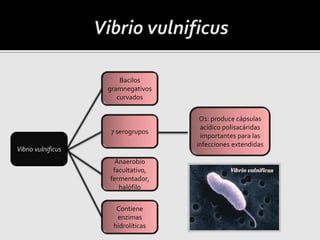 Bacilos
gramnegativos
curvados
7 serogrupos
Anaerobio
facultativo,
fermentador,
halófilo
Contiene
enzimas
hidrolíticas
O1: produce cápsulas
acídico polisacáridas
importantes para las
infecciones extendidas
Vibrio vulnificus
 