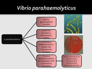 Bacilos
gramnegativos
curvados
Anaerobio
facultativo,
fermentador,
halófilo
V. Cholerae y
parahaemolyticus
poseen dos
cromosomas
circulares
Produce
hemolisina directa
termoestable (TDH
o hemolisina
Kanagawa)
Induce la secrecion de
ión cloruro por
aumento de la
concentracion
intracelular de calcio
V. parahaemolyticus
 
