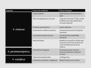 Especies Factor de virulencia Efecto biologico
Toxina colérica Hipersecrecion de electrolitos y
agua
Pilus corregulado por la toxina Lugar de union para CTXϕ; media
la adherencia a las células de la
mucosa intestinal
Proteina quimiotactica Factor adhesina
Enterotoxina colérica accesoria Aumenta la secrecion de liquido
intestinal
Toxina de la zónula oclusiva Aumenta la permeabilidad
intestinal
Neuráminidasa Modifica la superficie celular para
aumentar el numero de sitios de
unión de GM1 para la toxina
colérica
Hemolisina Kanagawa Enterotoxina que induce la
secrecion del cloruro (diarrea
acuosa)
Cápsula de polisacáridos Antifagocítica
Citolisinas, proteasas, colagenasa Media la destruccion tisular
V. cholerae
V. parahaemolyticus
V. vulnificus
 