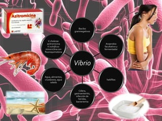 Vibrio
Bacilos
gramnegativos
Anaerobio
facultativo y
fermentador
halófilos
Cólera,
gastroenteritis,
infección de
heridas,
bacteriemia
Agua, alimentos,
crustáceos, agua
salada
V.cholerae:
acitromicina
V.vulnificus:
minociclina con
fluoroquimolona
 
