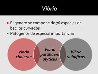  El género se compone de 76 especies de
bacilos curvados
 Patógenos de especial importancia:
Vibrio
cholerae
Vibrio
parahaem
olyticus
Vibrio
vulnificus
 