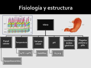 Vibrio
Pared
celular
lipopolisacaridos
Temperatura
14°C – 40°C
Sal para
crecer
Halófilos
pH
6.5 a 9
Sensibles a
ácidos
gástricos
Flagelos
polares y
pilis
 