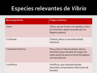 Microorganismo Origen histórico
Vibrio Vibrio, que se mueve con rapidez o vibra
(movimiento rápido causador por los
flagelos polares)
V.cholerae Cholera,cólera o una enfermedad
intestinal
V.parahaemolyticus Para, junto a; haema,sangre; lyticus,
disolvente (que disuelve la sangre; las
cepas positivas para la toxina Kanagawa
son hemolíticas)
v.vulnificus Vulnificus, que ocasiona heridas
(asociado a importantes infecciones de
heridas)
 