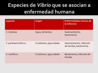 especies origen Enfermedades clinicas de
la infeccion
V. cholerae Agua, alimentos Gastroenteritis,
bacteriemia
V. parahaemoliticus Crustáceos, agua salada Gastroenteritis, infección
de heridas, bacteriemia
V. vulnificus Crustáceos, agua salada Bacteriemia, infección de
heridas
 