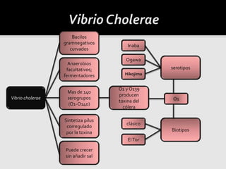 O1 y O139
producen
toxina del
cólera
Vibrio cholerae
Anaerobios
facultativos;
fermentadores
Mas de 140
serogrupos
(O1-O140)
Sintetiza pilus
corregulado
por la toxina
O1
serotipos
Biotipos
Hikojima
Ogawa
Inaba
ElTor
clásico
Bacilos
gramnegativos
curvados
Puede crecer
sin añadir sal
 