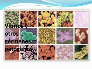 Vibrios y
otros
gérmenes
patógenos
 