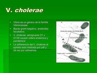 V. cholerae
 Vibrio es un género de la familia
Vibrionaceae
 Bacilo gram-negativo, anaerobio
facultativo.
 V. cholerae, serogrupos O1 y
O139 causan cólera endémica y
pandémica
 La adherencia del V. cholerae al
epitelio esta mediada por pilli y
tal vez por adhesinas
0.5 a 0.8 m m de ancho
forma de coma o en forma de S
Flagelo polar = movilidad activa
 
