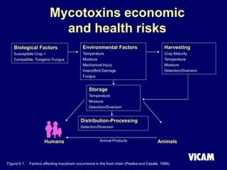 Figure 6.1. Factors affecting mycotoxin occurrence in the food chain (Pestka and Casale, 1989).
Mycotoxins economic
and health risks
Biological Factors
Susceptible Crop +
Compatible, Toxigenic Fungus
Environmental Factors
Temperature
Moisture
Mechanical Injury
Insect/Bird Damage
Fungus
Harvesting
Crop Maturity
Temperature
Moisture
Detection/Diversion
Storage
Temperature
Moisture
Detection/Diversion
Distribution-Processing
Detection/Diversion
Animal Products
Humans Animals
 