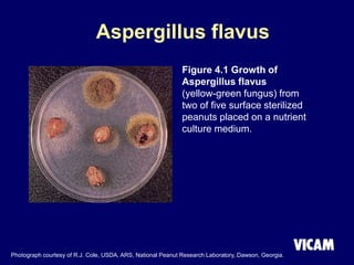 Aspergillus flavus
Figure 4.1 Growth of
Aspergillus flavus
(yellow-green fungus) from
two of five surface sterilized
peanuts placed on a nutrient
culture medium.
Photograph courtesy of R.J. Cole, USDA, ARS, National Peanut Research Laboratory, Dawson, Georgia.
 
