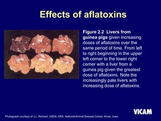 Effects of aflatoxins
Figure 2.2 Livers from
guinea pigs given increasing
doses of aflatoxins over the
same period of time. From left
to right beginning in the upper
left corner to the lower right
corner with a liver from a
guinea pig given the greatest
dose of aflatoxins. Note the
increasingly pale livers with
increasing dose of aflatoxins.
Photograph courtesy of J.L. Richard, USDA, ARS, National Animal Disease Center, Ames, Iowa.
 