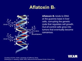 Aflatoxin B1
Courtesy of D.P.H. Hsieh, University of California, Davis.
Drawing by G. Hedberg, USDA, ARS, National Animal Disease Center, Ames, Iowa.
Aflatoxin B1 binds to DNA
at the guanine base in liver
cells, corrupting the genetic
code that regulates cell growth.
Out-of-control cells grow into
tumors that eventually become
cancerous.
 