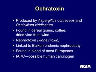 Ochratoxin
• Produced by Aspergillus ochraceus and
Penicillium viridicatum
• Found in cereal grains, coffee,
dried vine fruit, wine
• Nephrotoxin (kidney toxin)
• Linked to Balkan endemic nephropathy
• Found in blood of most Europeans
• IARC—possible human carcinogen
 