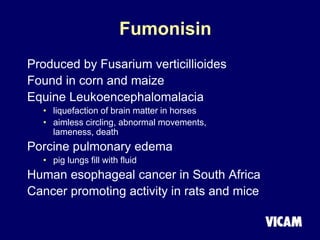 Fumonisin
Produced by Fusarium verticillioides
Found in corn and maize
Equine Leukoencephalomalacia
• liquefaction of brain matter in horses
• aimless circling, abnormal movements,
lameness, death
Porcine pulmonary edema
• pig lungs fill with fluid
Human esophageal cancer in South Africa
Cancer promoting activity in rats and mice
 