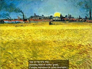 שדה בוקר של דגן ענבר , morning field of amber grain, Campos matutinos de grãos dourados... 