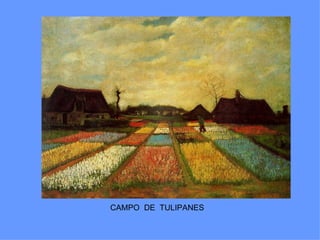 CAMPO DE TULIPANES
 